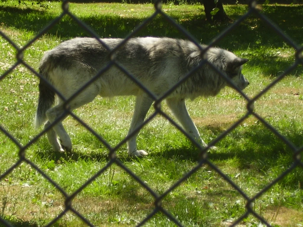 Before: chain-link fence in front of the subject - unedited source photograph (Public domain)